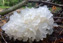 tremella mushroom