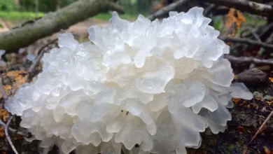 tremella mushroom