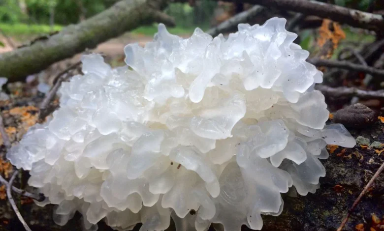 tremella mushroom